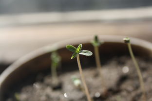 湖北教育考试院录取状态查询——掌握最新录取动态，助力学子圆梦